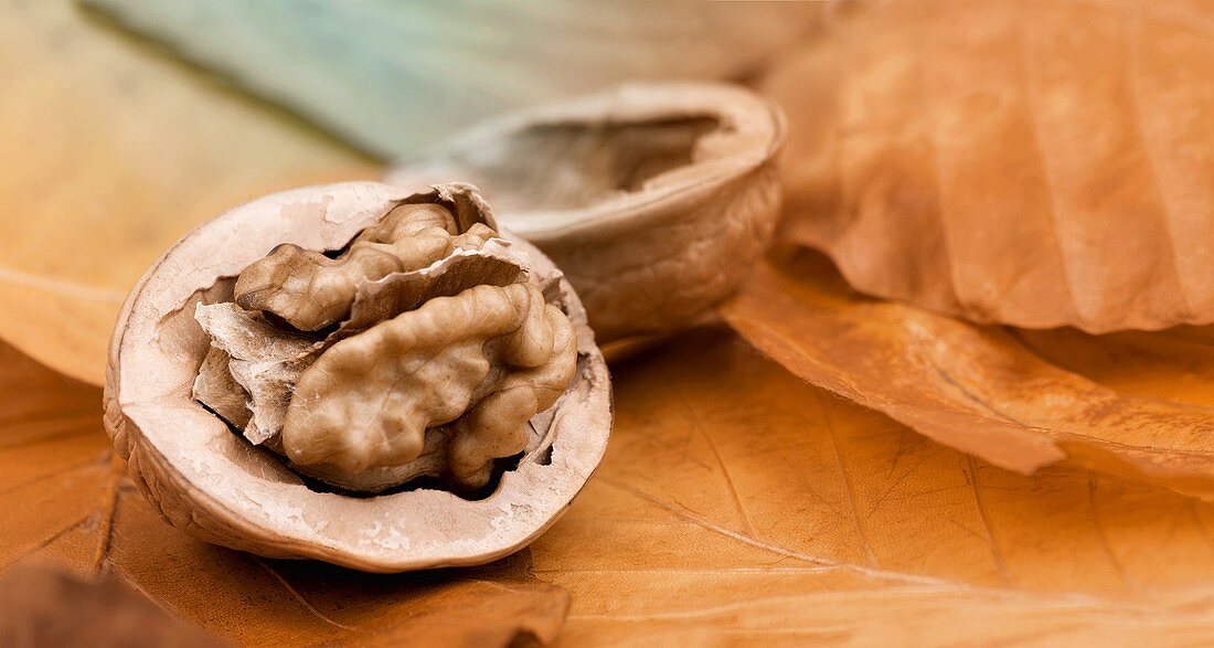 Opened walnut on autumn leaves