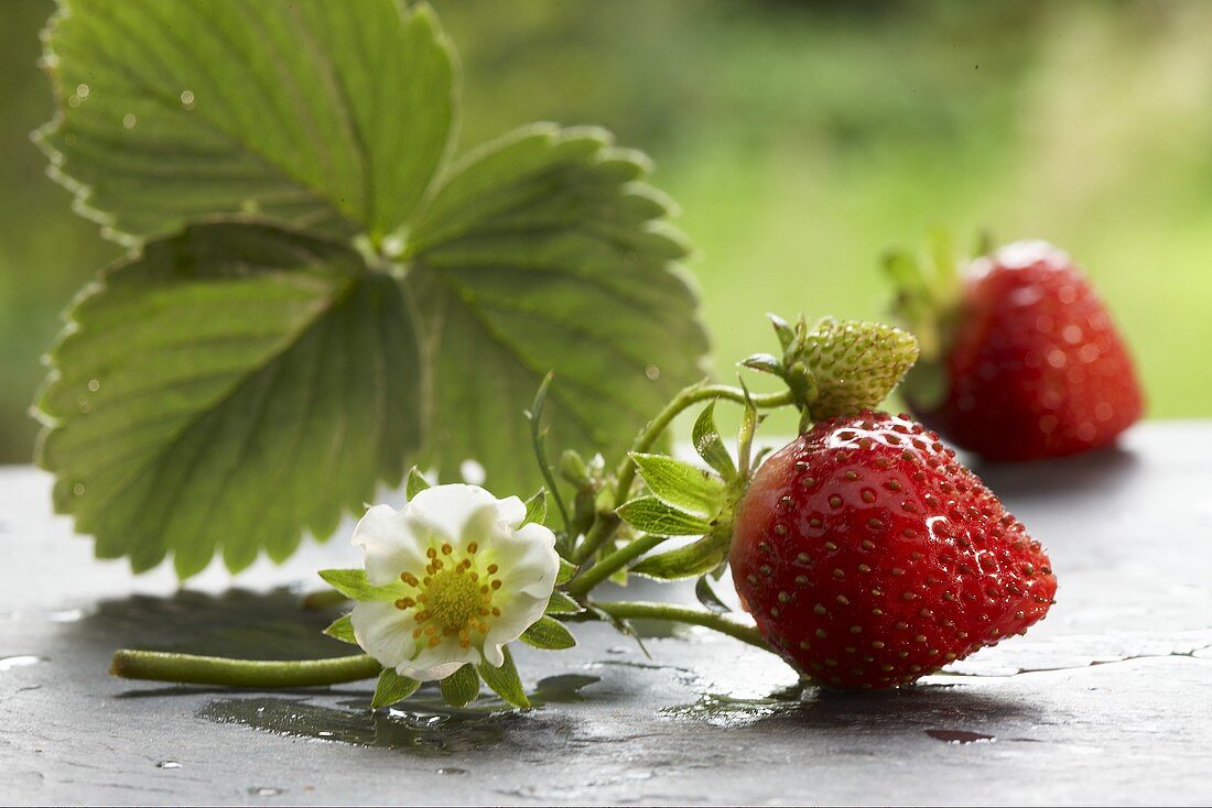 Fresh strawberries with flower and leaf