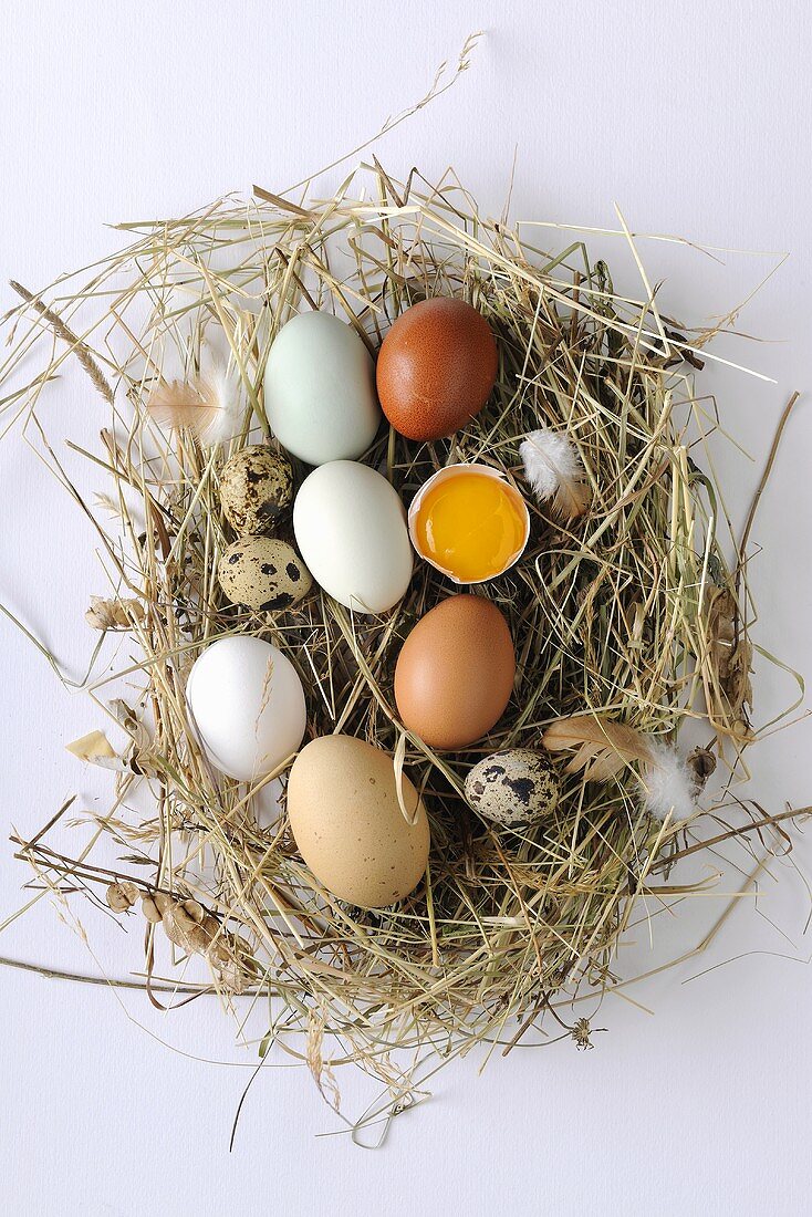 Various types of eggs on hay