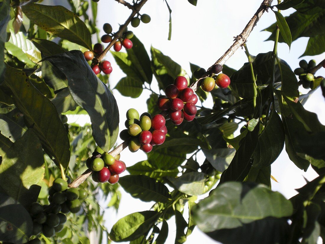 Coffee cherries on the bush