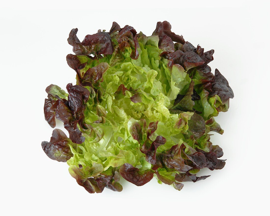 An oak leaf lettuce