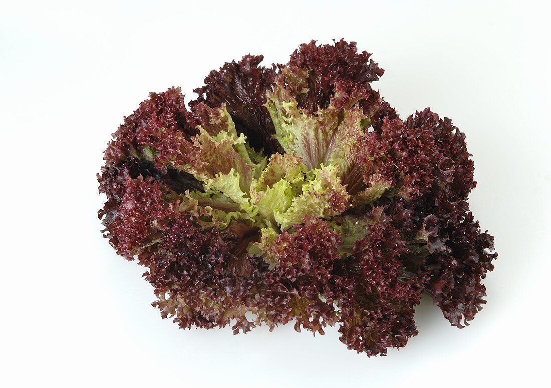 A Lollo Rosso lettuce
