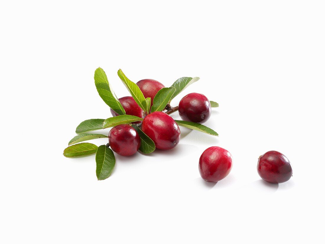 Several cranberries with leaves