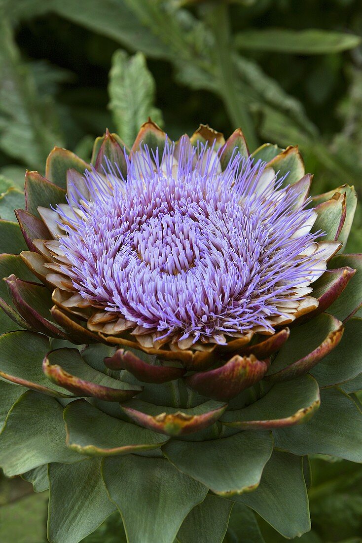 Artichoke flower