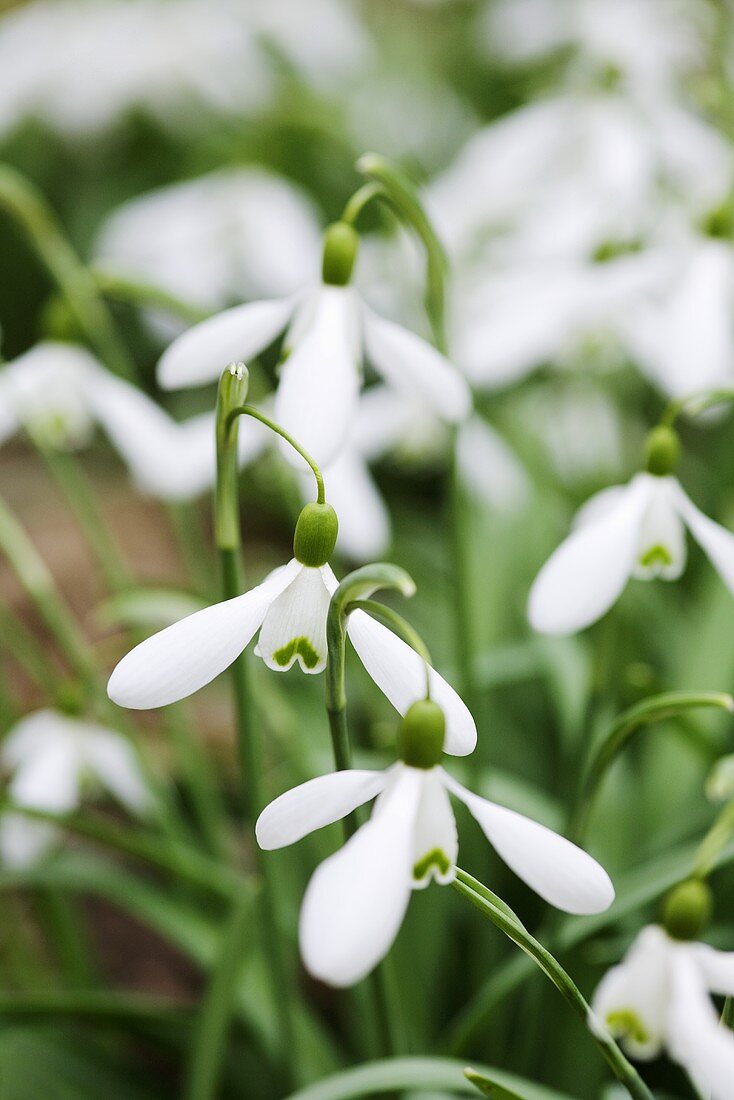 Snowdrops