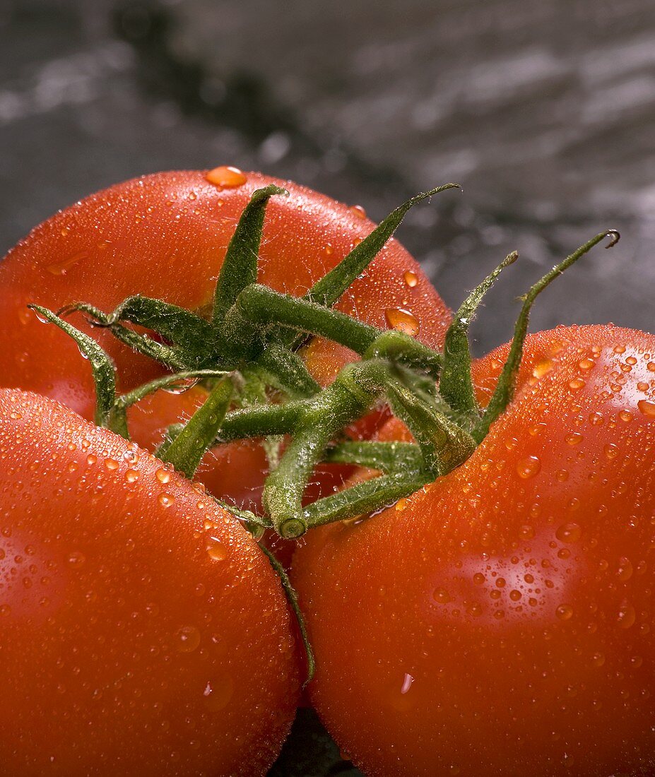 Tomatoes on the vine with drops of water