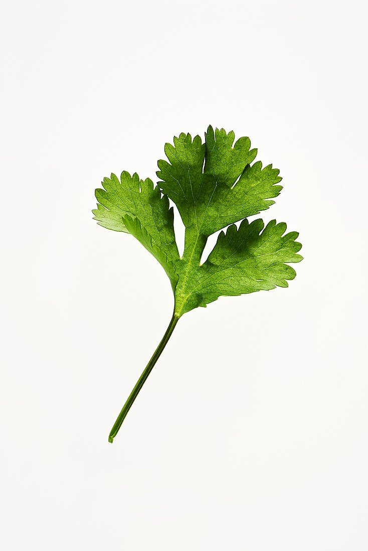 A coriander leaf