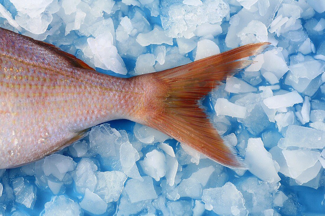 Tail fin of a common pandora on ice