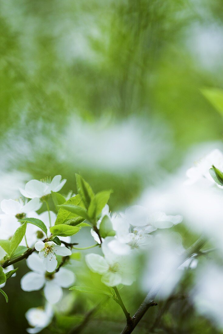 Pflaumenblüten am Zweig