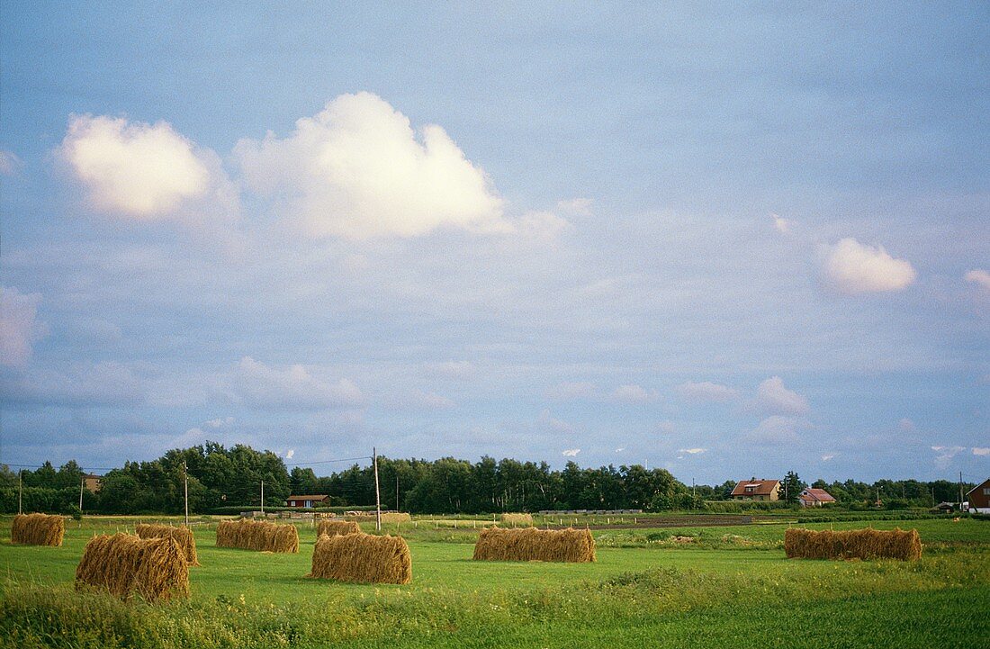 Hay stacked to dry