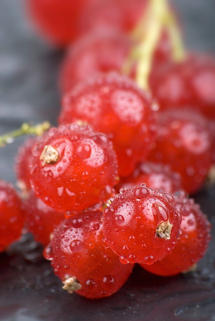 Rote Johannisbeeren mit Wassertropfen (Nahaufnahme)