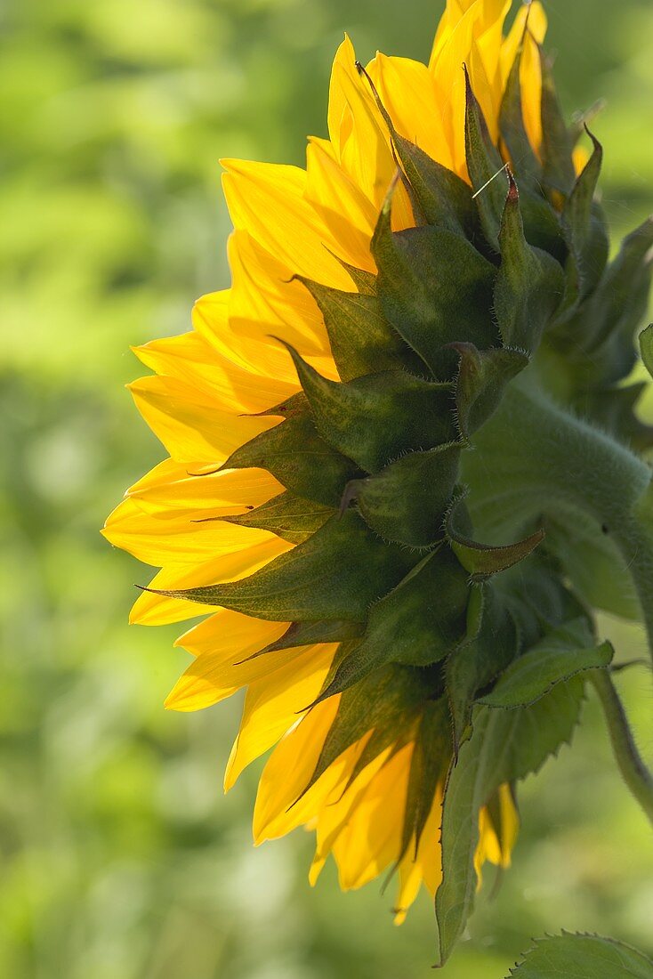 Eine Sonnenblume