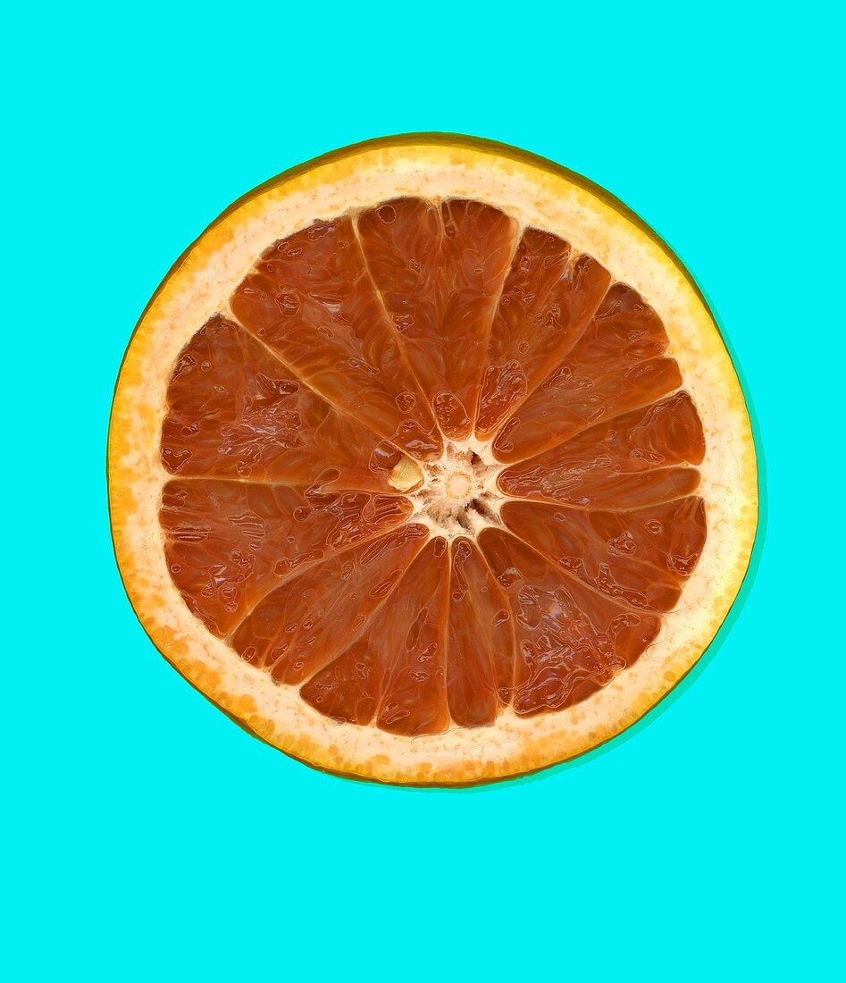 Eine Grapefruitscheibe vor blauem Hintergrund