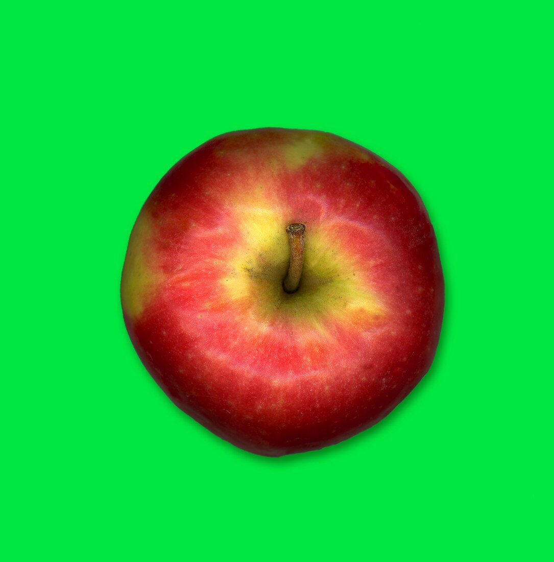 A Pink Lady apple against a green background