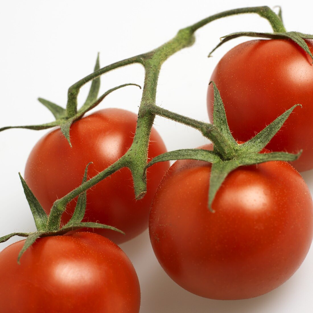 Vier frische Tomaten mit Rispe