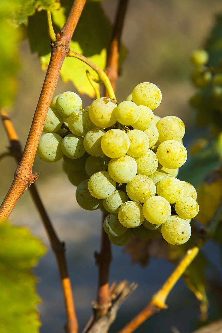 Green grapes on the vine