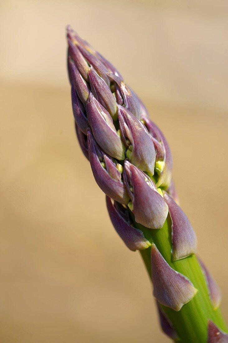 A Single Tip of an Asparagus Spear