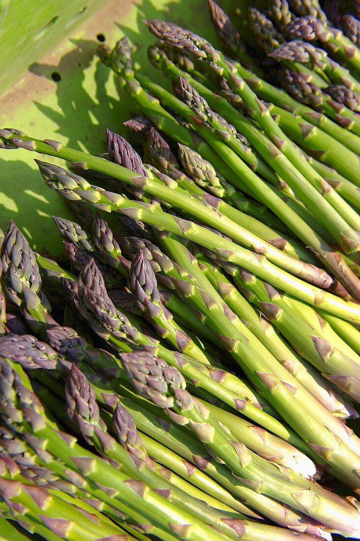 Frisch geernteter grüner Spargel (Suffolk, England)