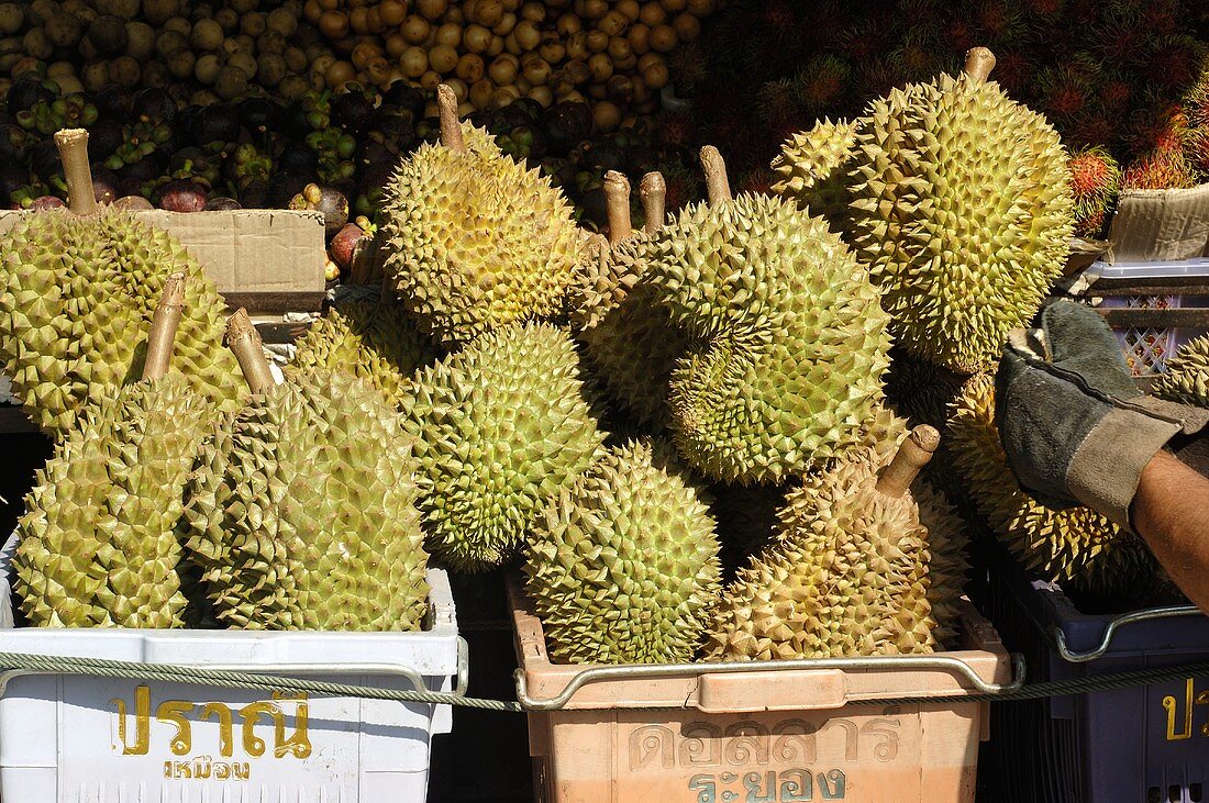 Durian (Stinkfrüchte) in Kisten