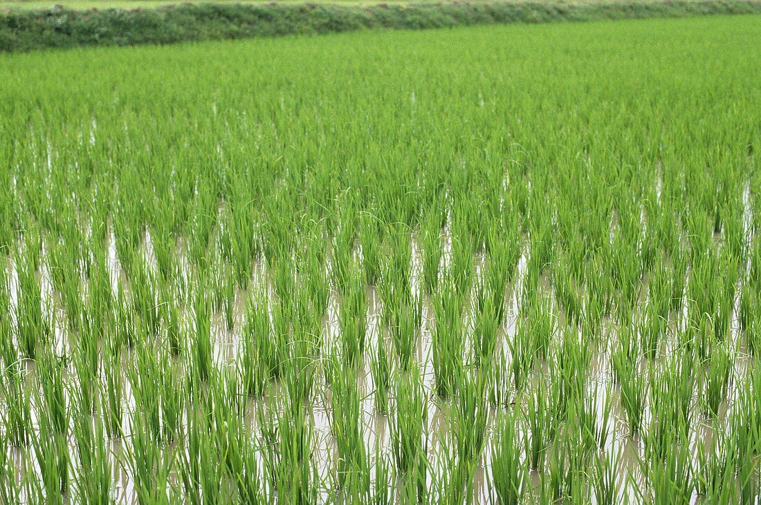 Paddy field (India)