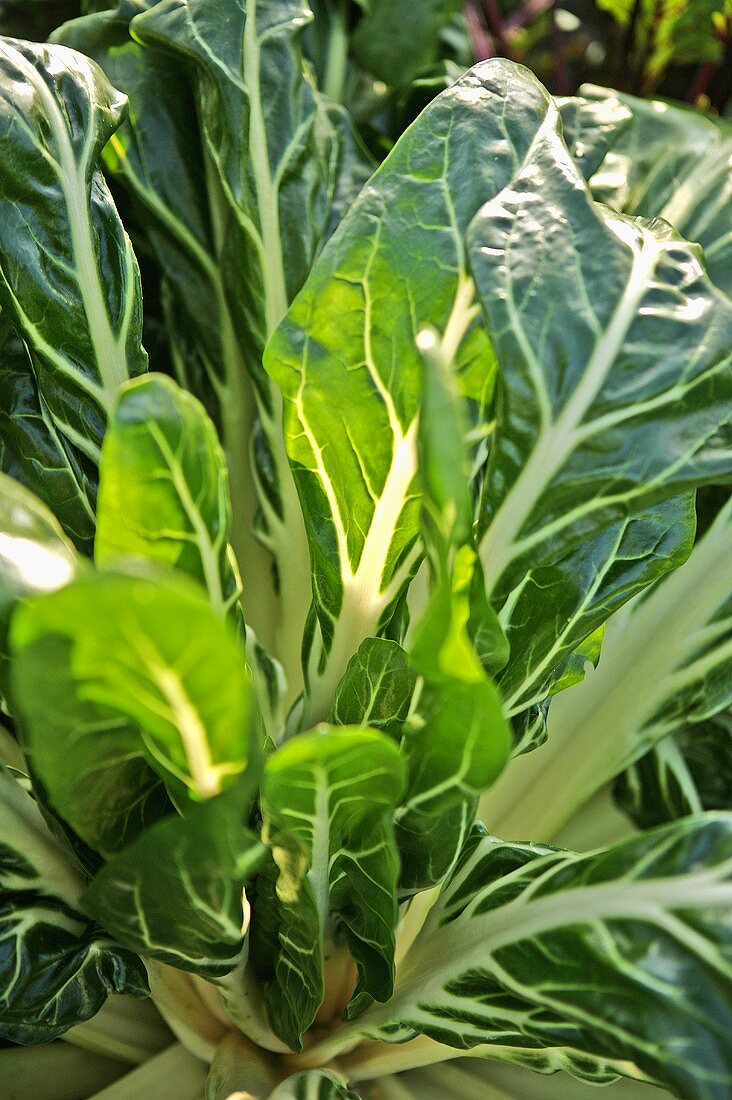 Chard plant