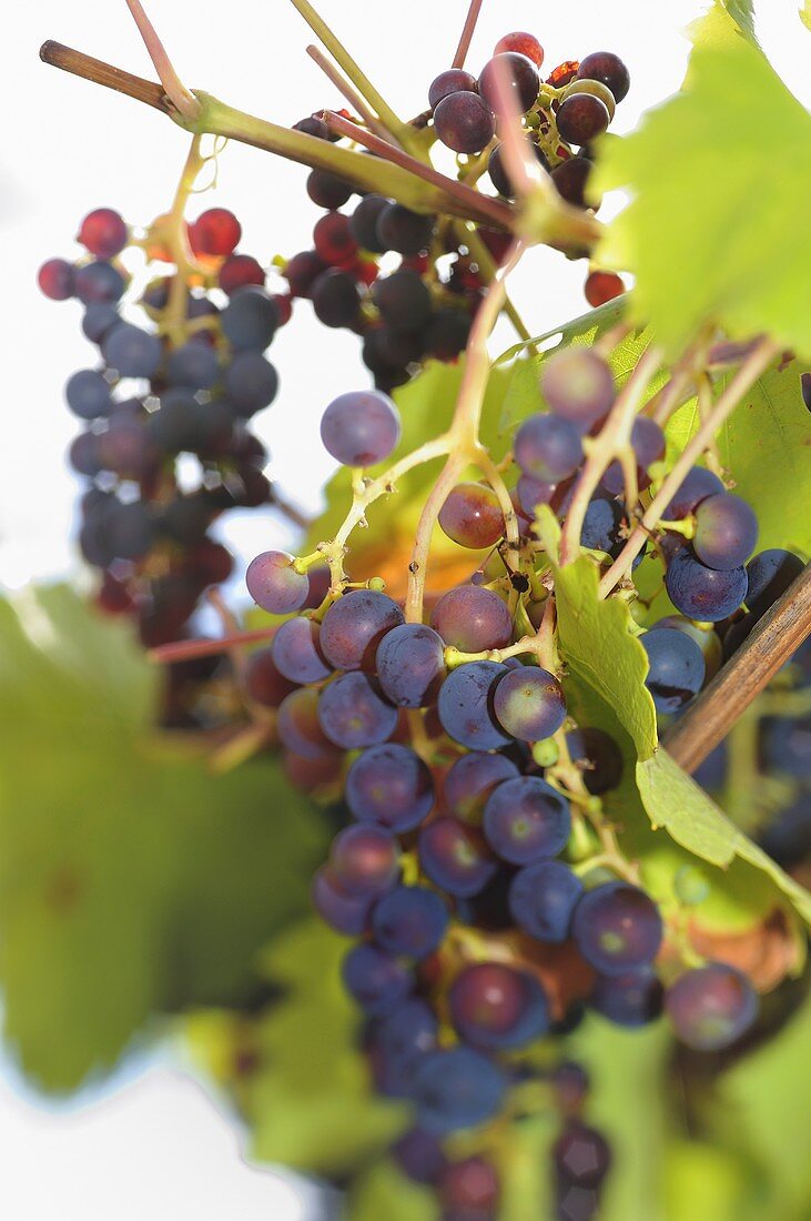 Rotweinreben am Weinstock