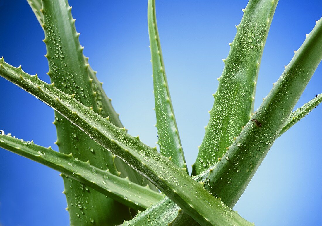 Aloe vera