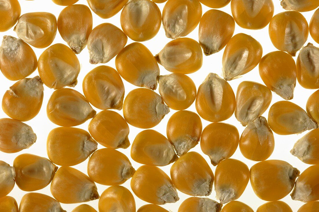 Corn kernels (full-frame)