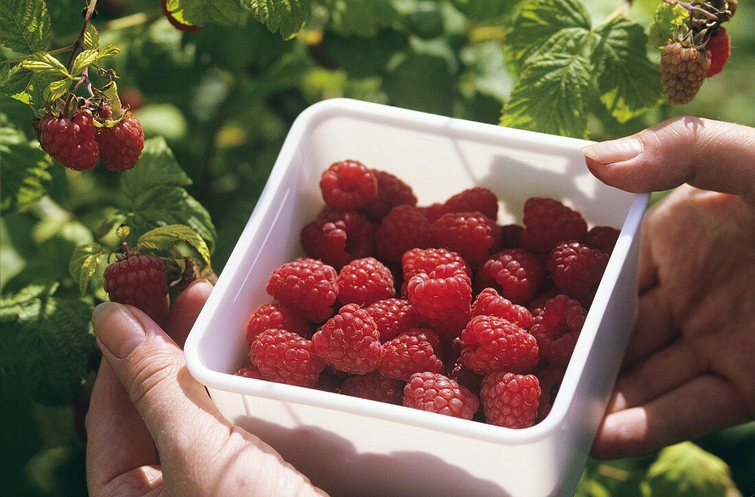 Hands holding plastic box of freshly picked raspberries