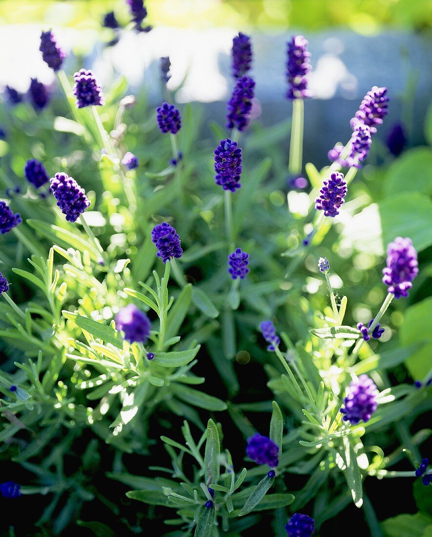 Blühender Lavendel