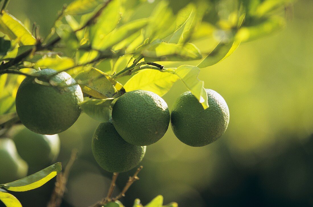 Limetten am Baum