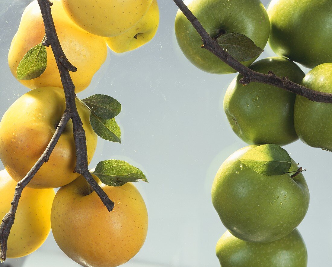 Yellow and green apples