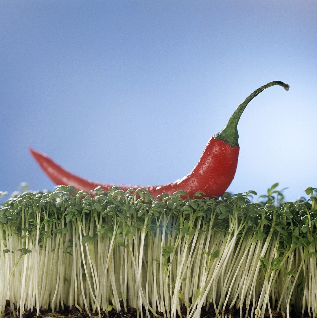 A red chilli lying on a bed of cress