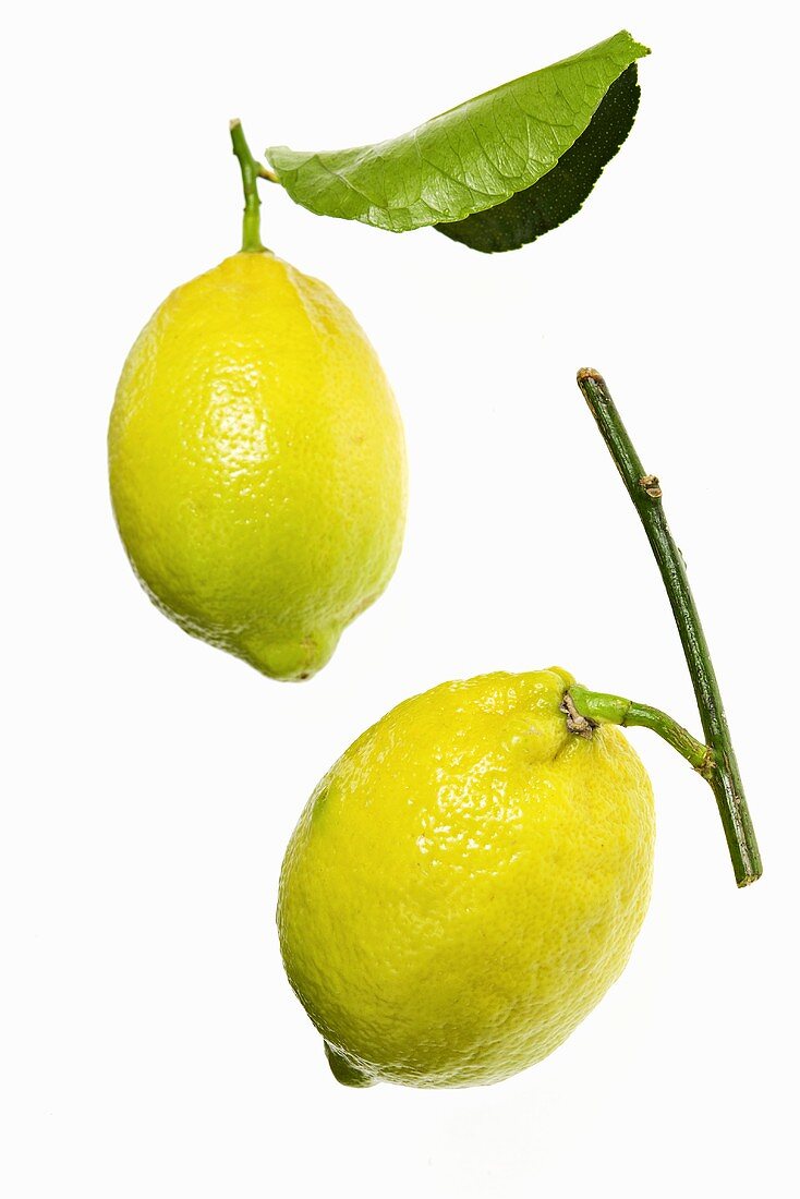 Two lemons with twig and leaf