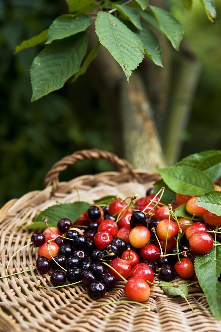 Various types of cherries with leaves in basket