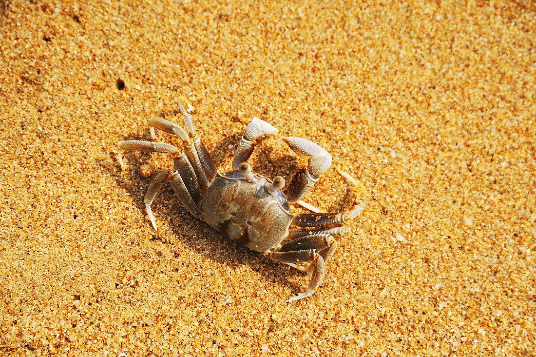 Saltwater crab in sand