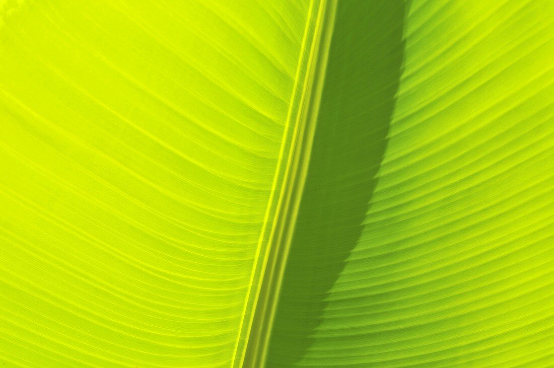 Banana leaf (close up)