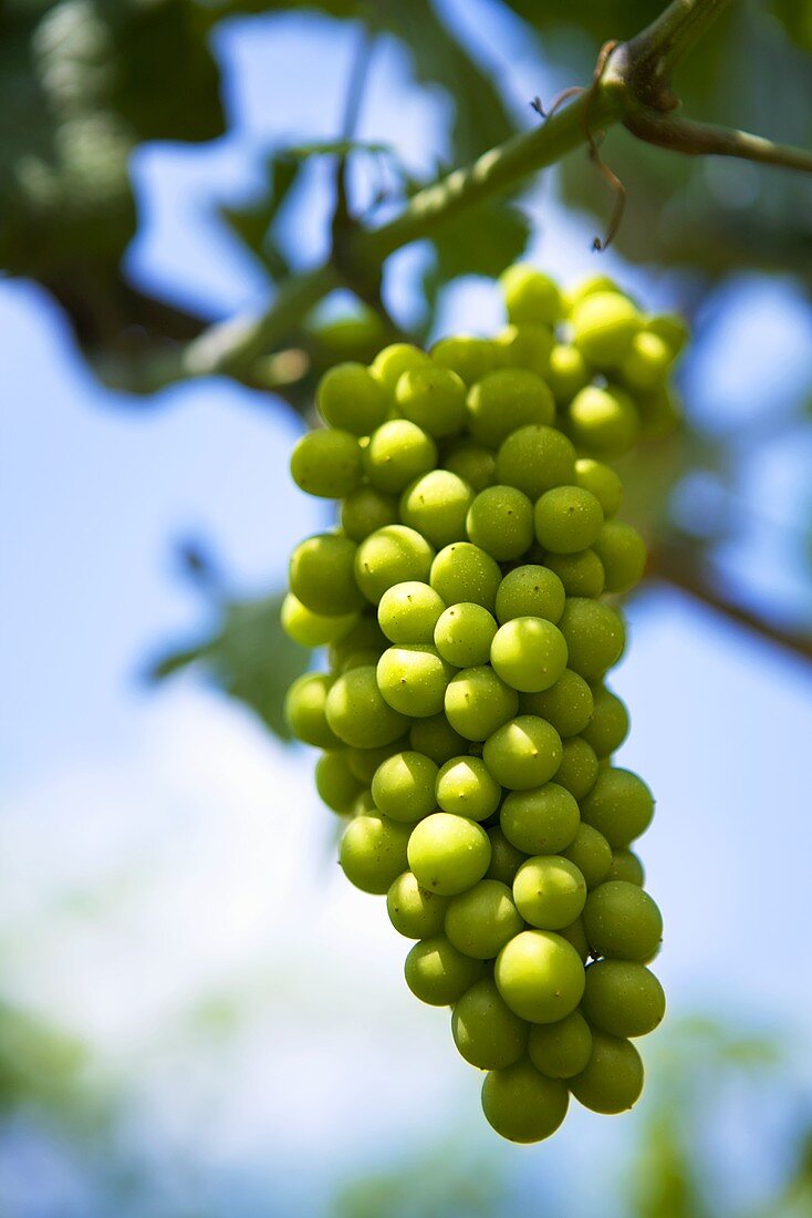 Grapes on the vine