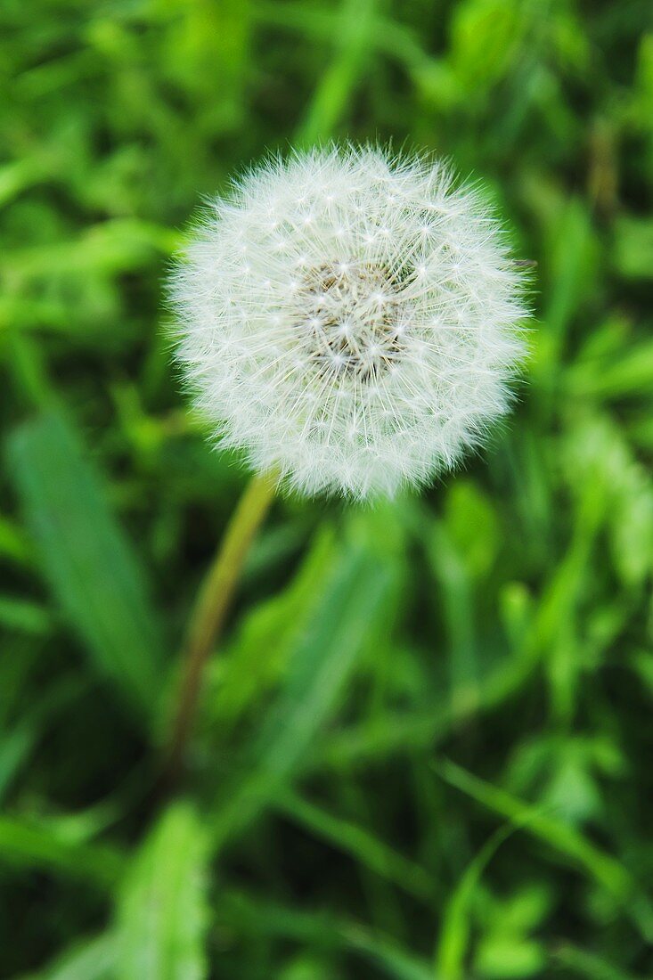 Dandelion in the grass