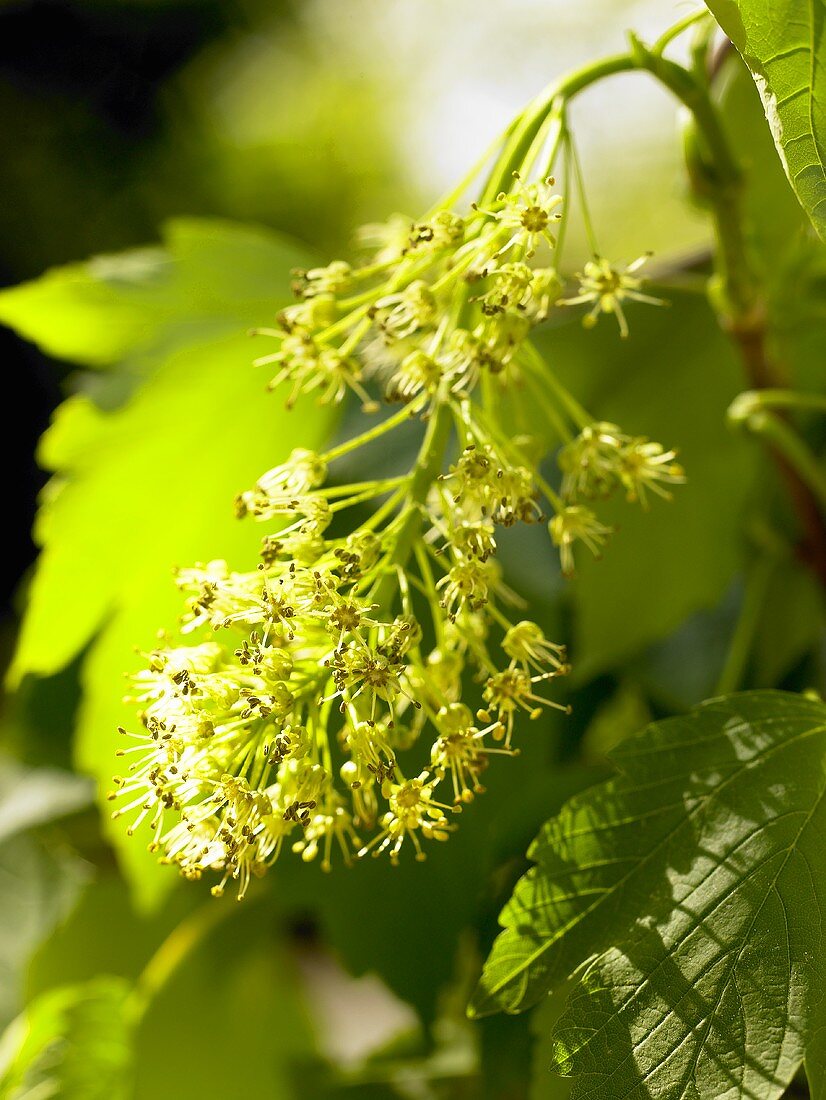 Maple branch with flowers