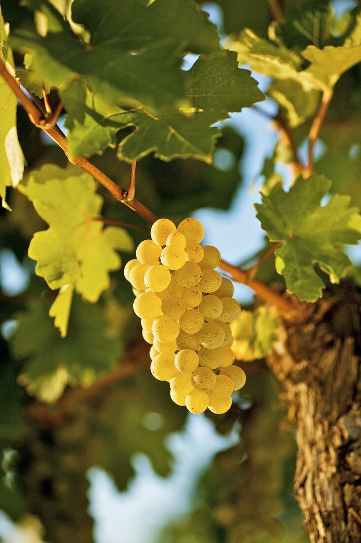 Reife Weissweintrauben auf dem Rebstock (Grüner Veltliner,NÖ)