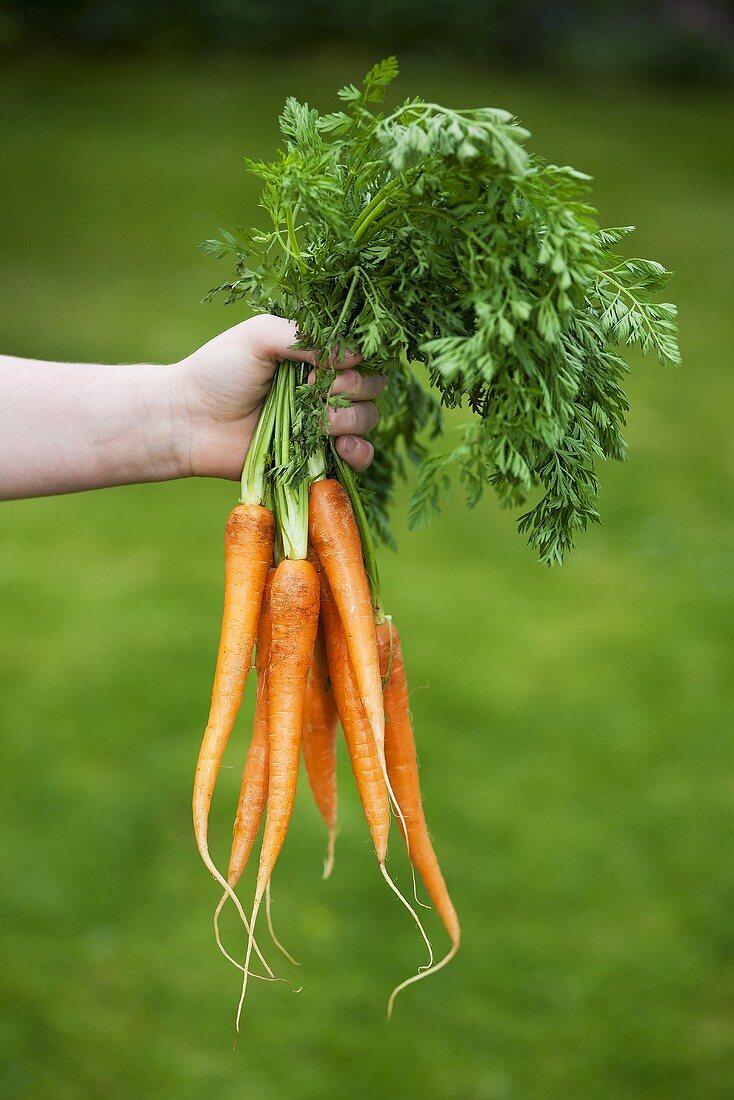 Hand holding fresh organic carrots