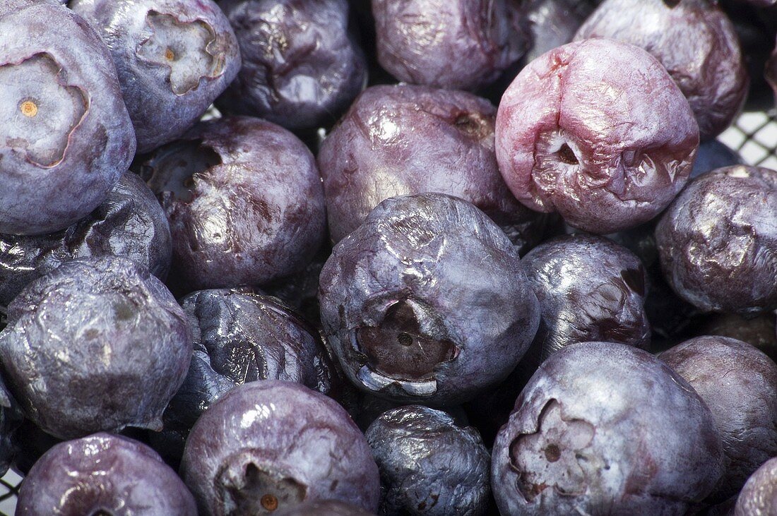 Faule Heidelbeeren (Close Up)