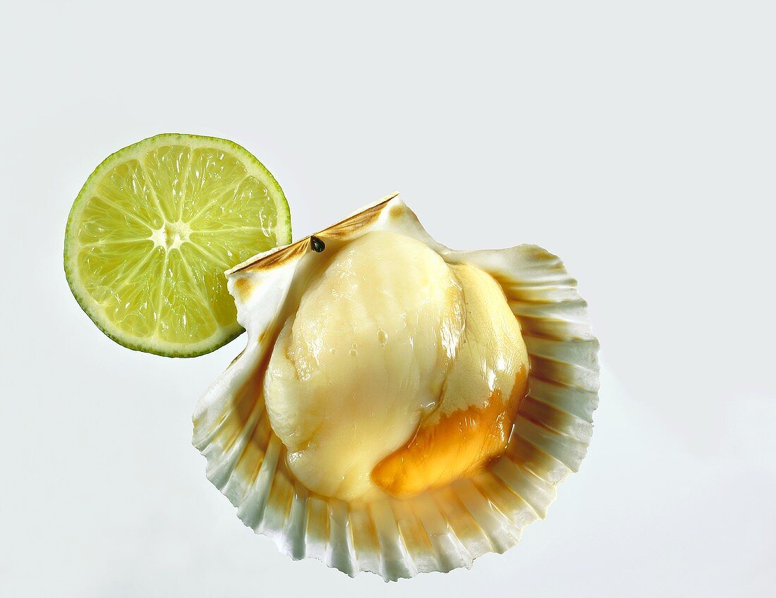 Scallop in shell, slice of lime