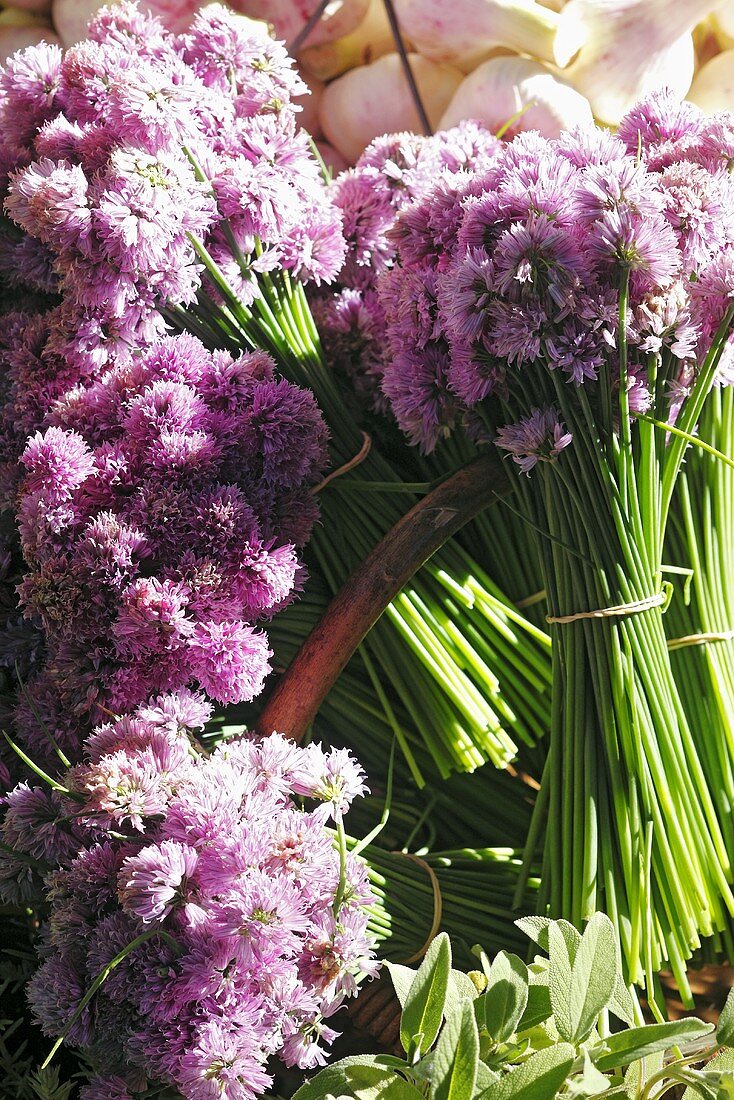 Several bunches of chives with flowers