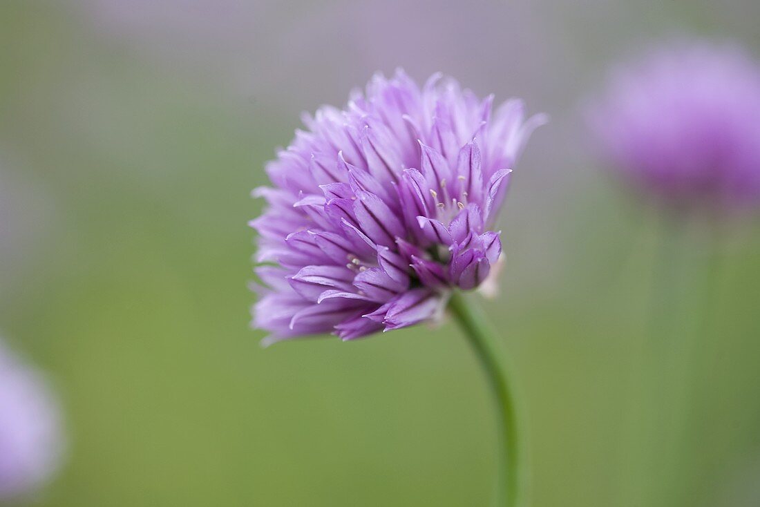 Chive flower (outdoors)
