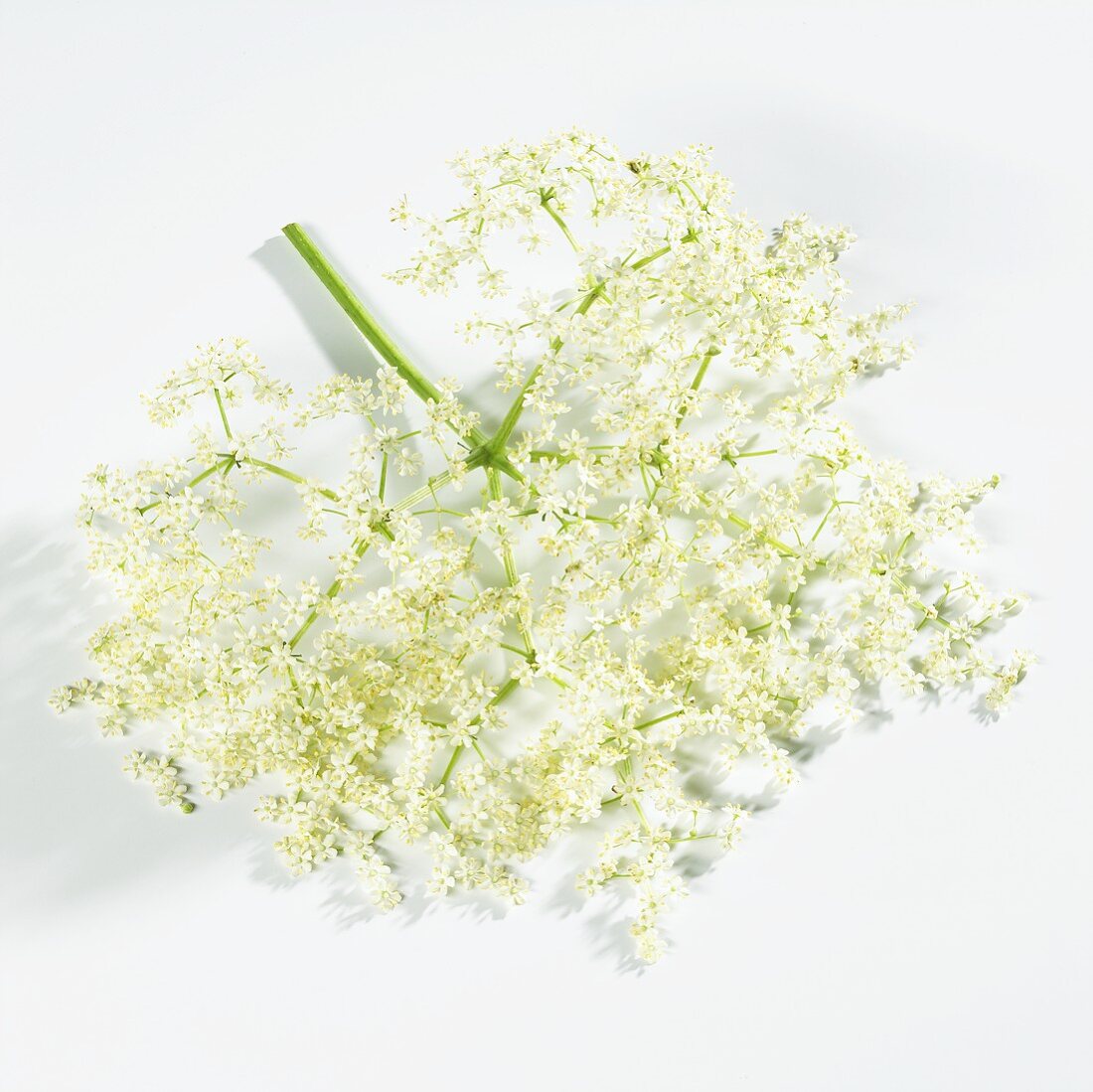 Elderflowers