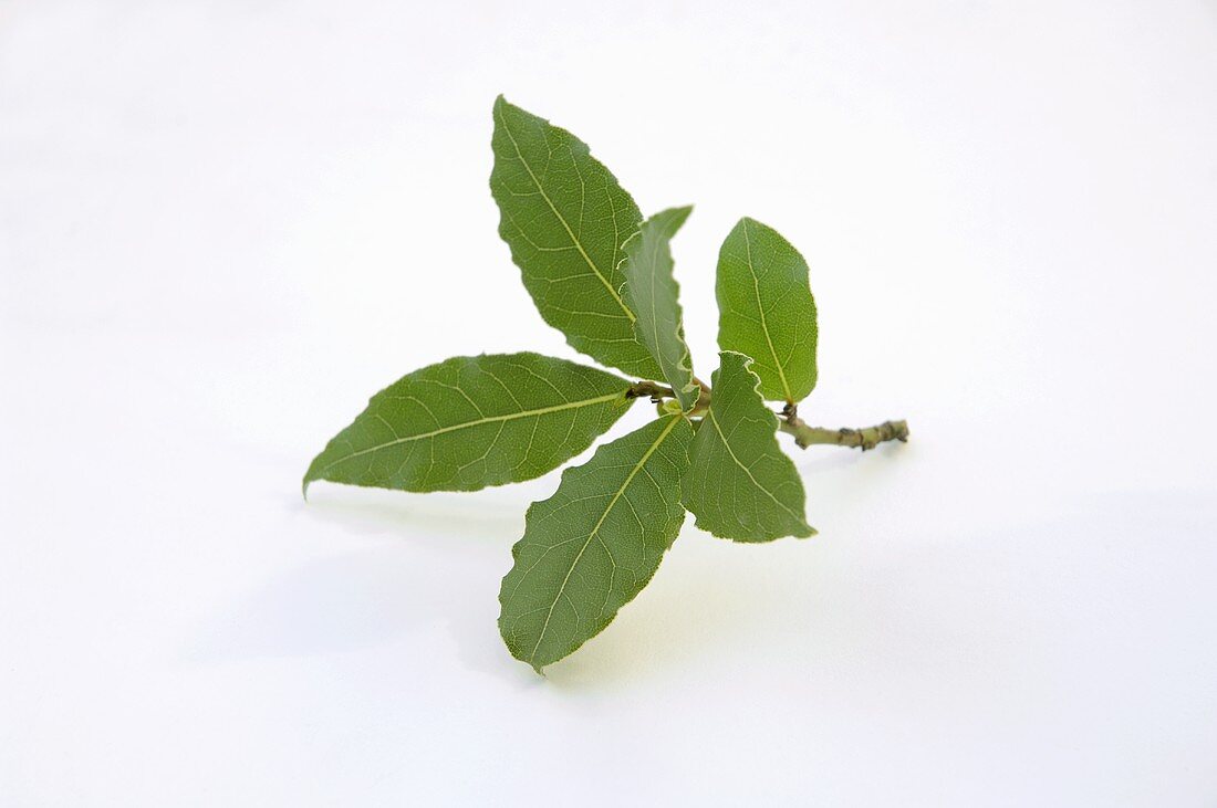 Sprig of bay leaves