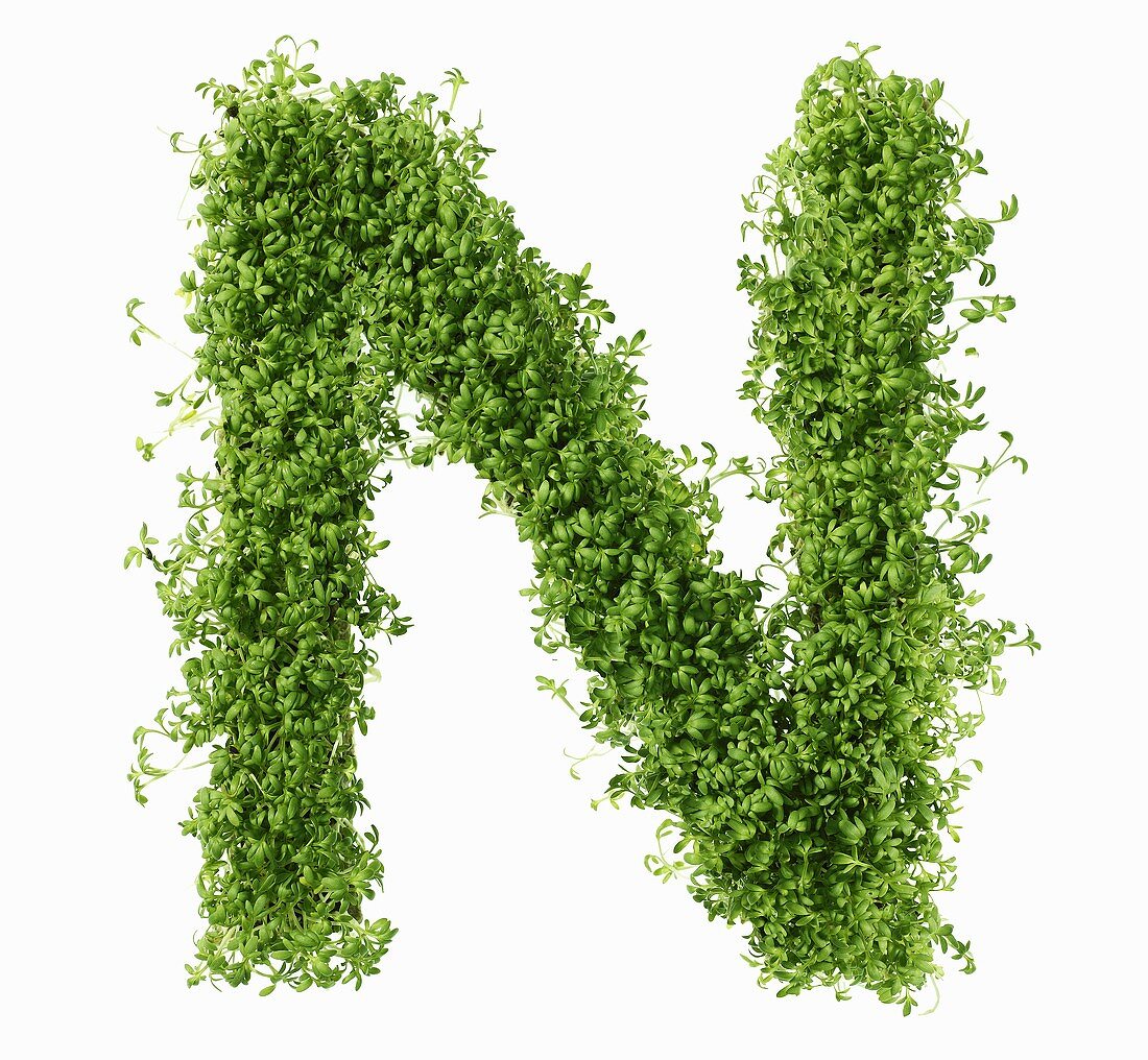 The letter N in cress