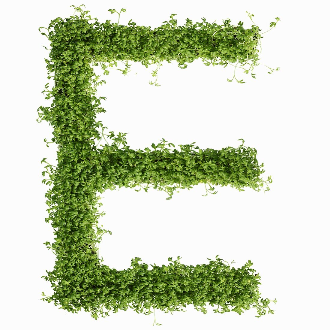 The letter E in cress